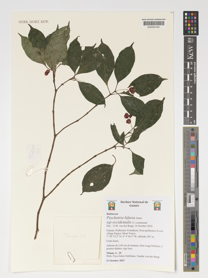 Psychotria bifaria subsp. occidentalis photo 2
