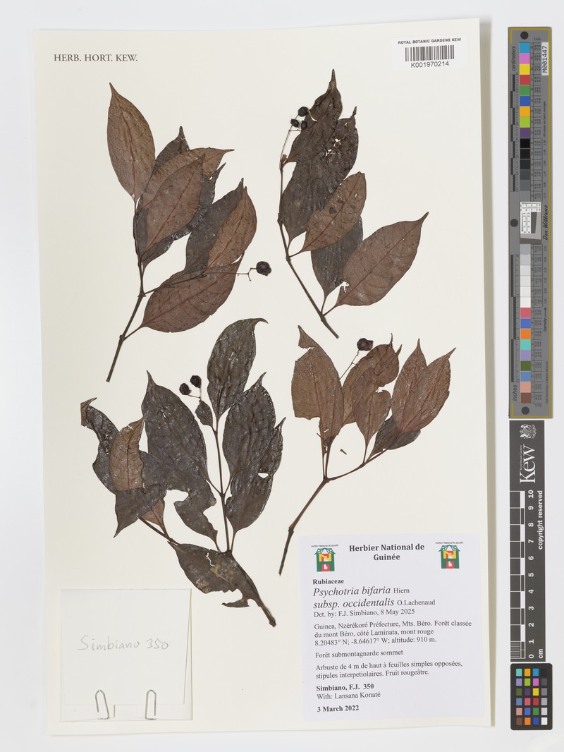 Psychotria bifaria subsp. occidentalis photo 3