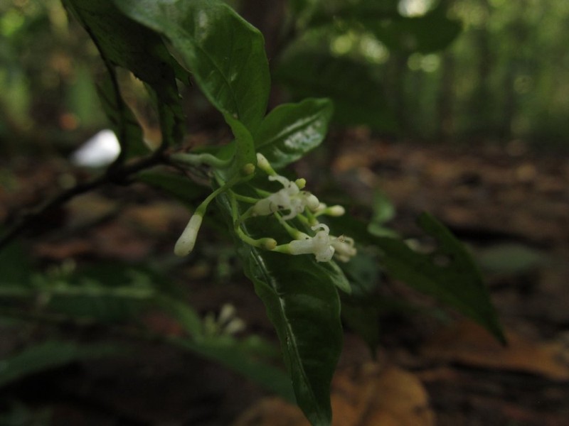 Psychotria bifaria var. minimicalyx