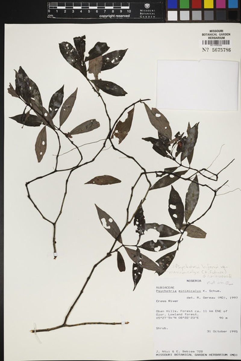 Psychotria bifaria var. minimicalyx photo 2