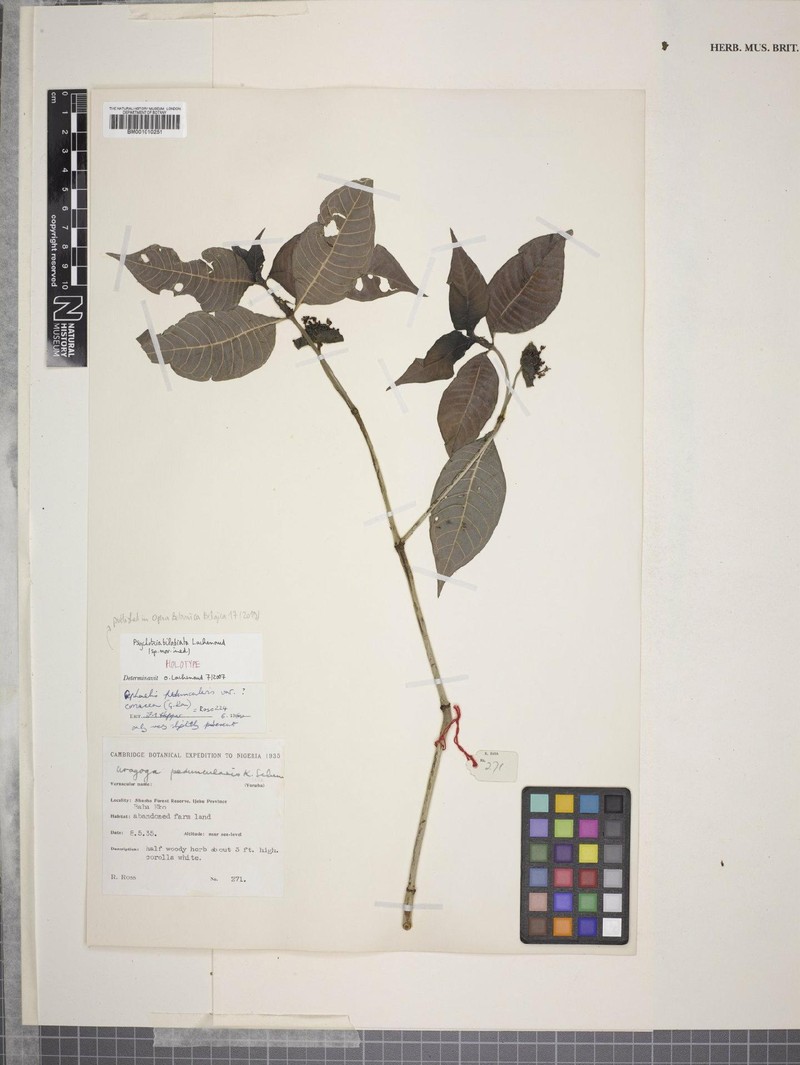 Psychotria bilabiata