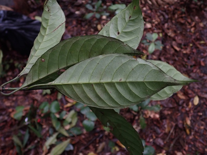 Psychotria bilineata