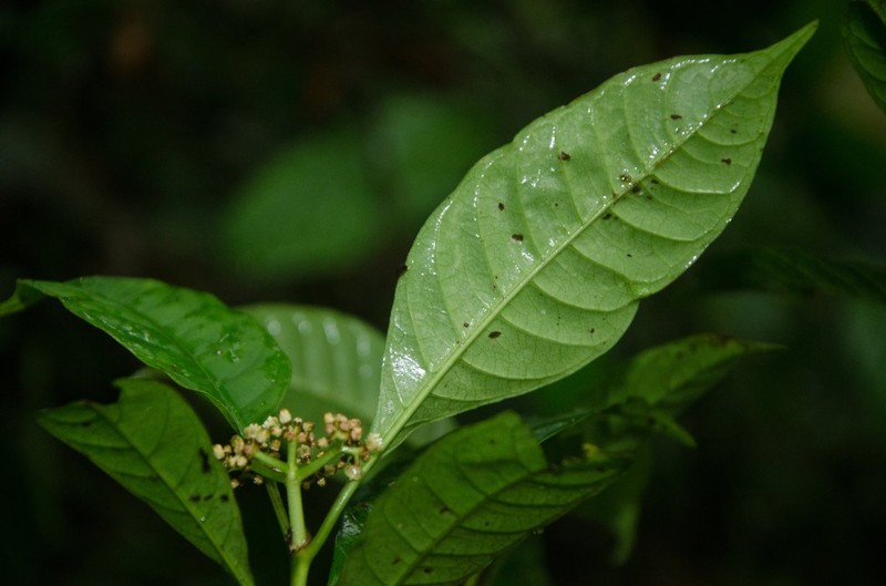 Psychotria bilineata photo 2