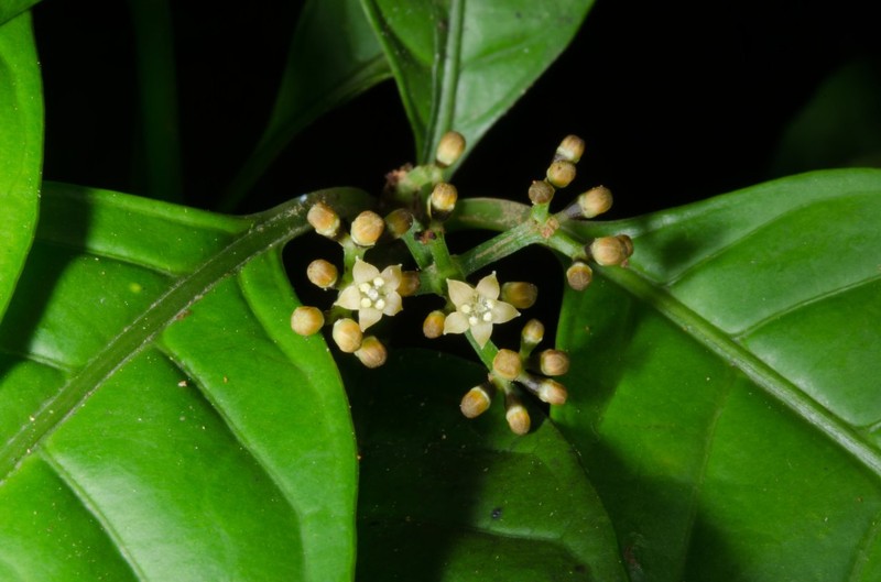 Psychotria bilineata photo 3