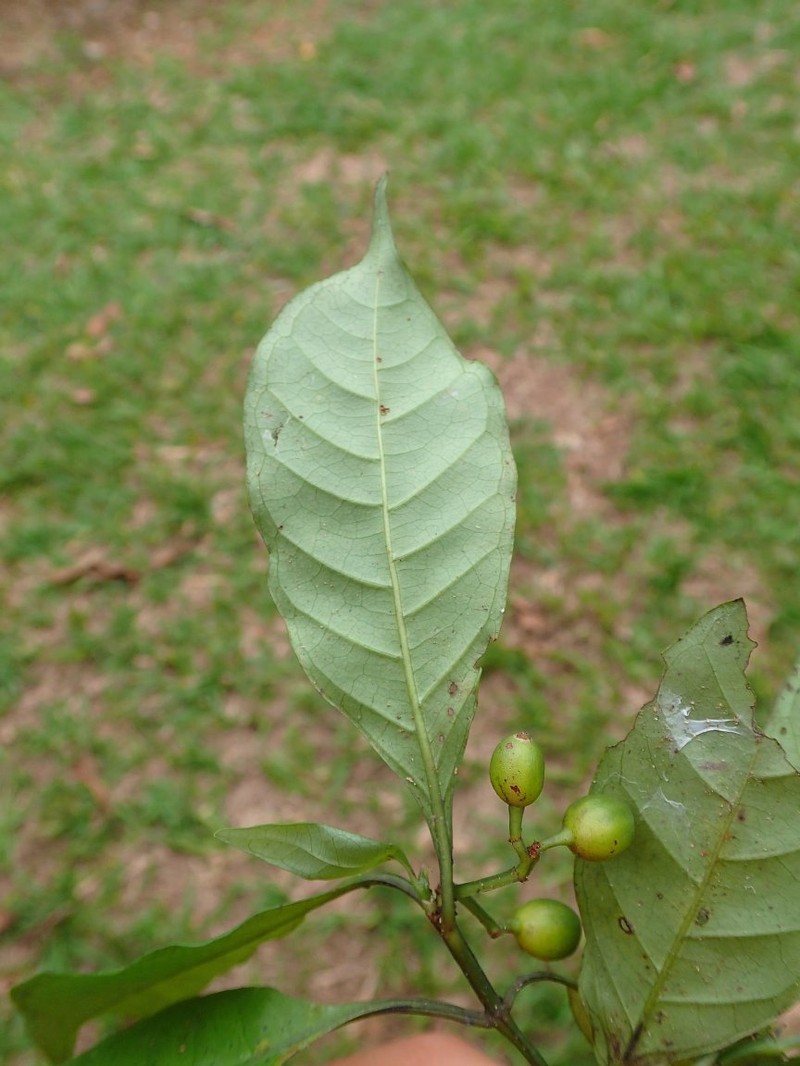 Psychotria bilineata subsp. glabra