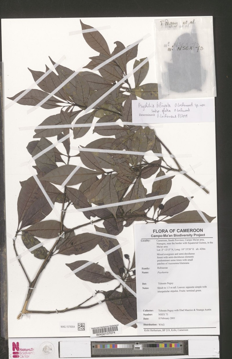Psychotria bilineata subsp. glabra photo 2