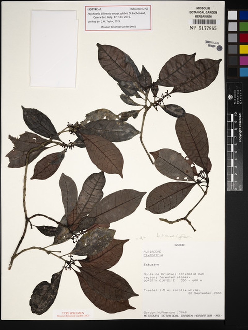 Psychotria bilineata subsp. glabra photo 3