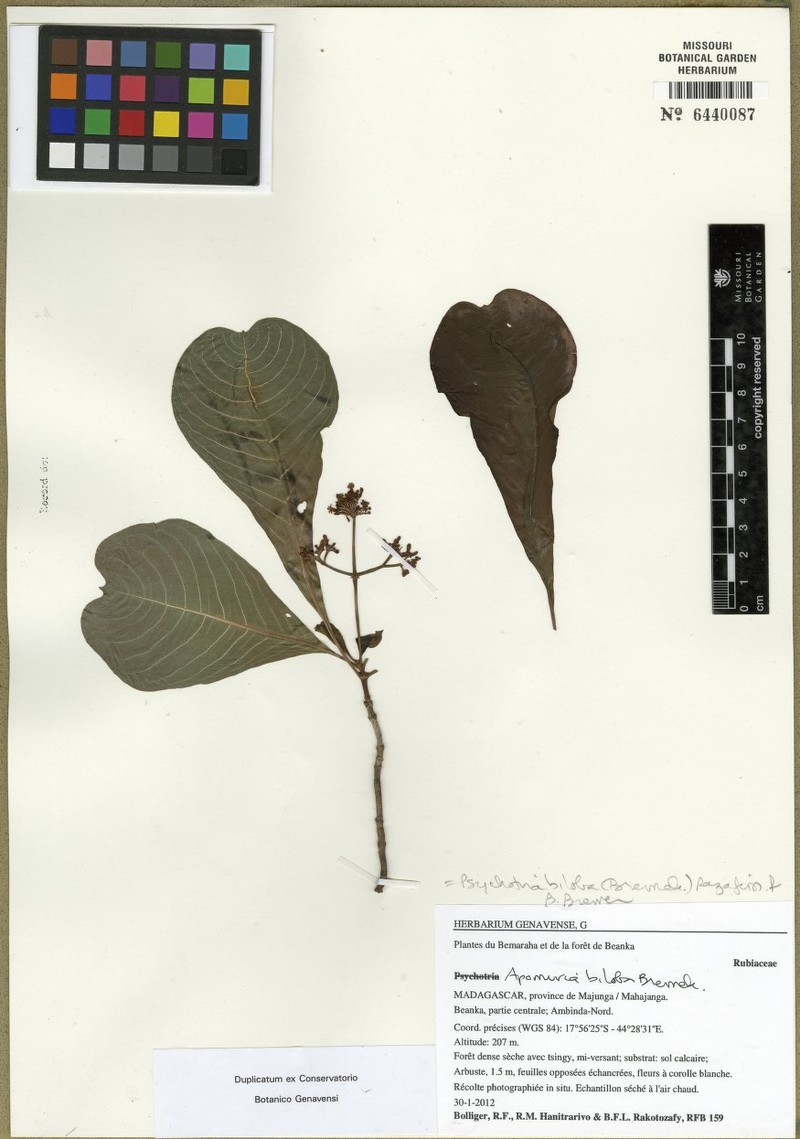 Psychotria biloba photo 2