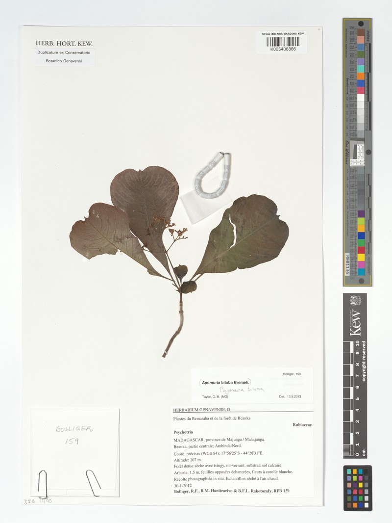 Psychotria biloba photo 3
