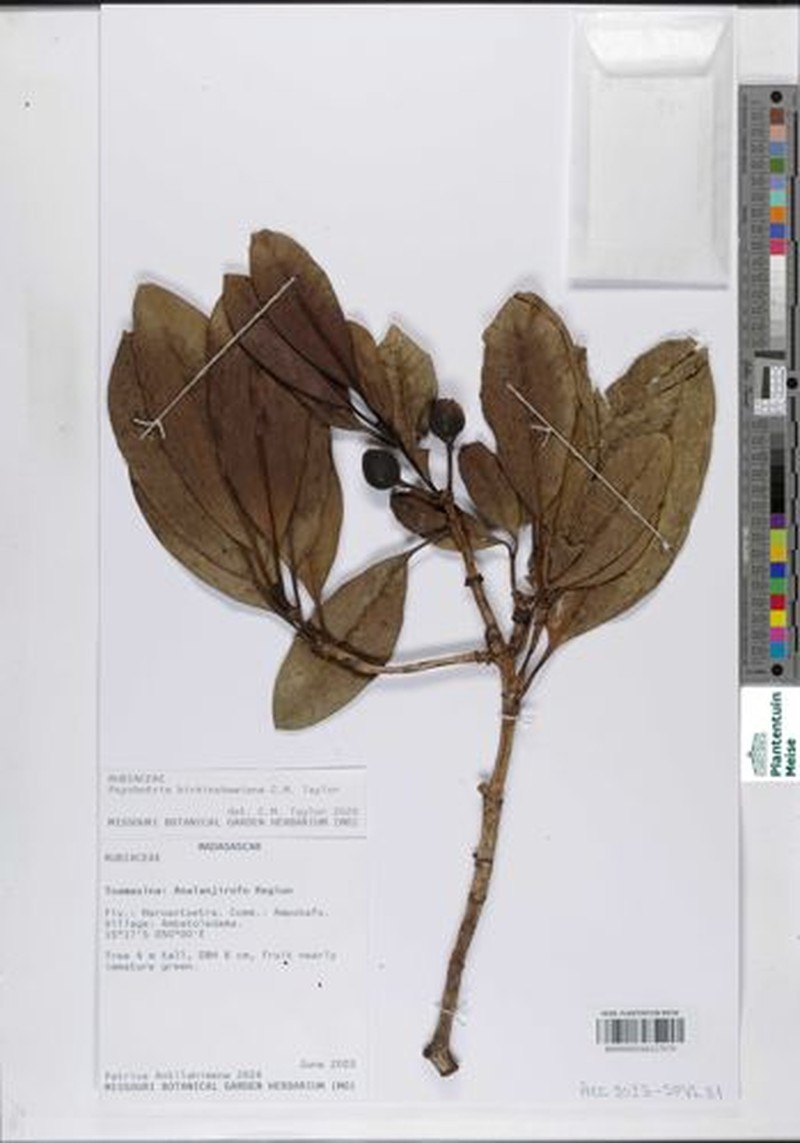 Psychotria birkinshawiana