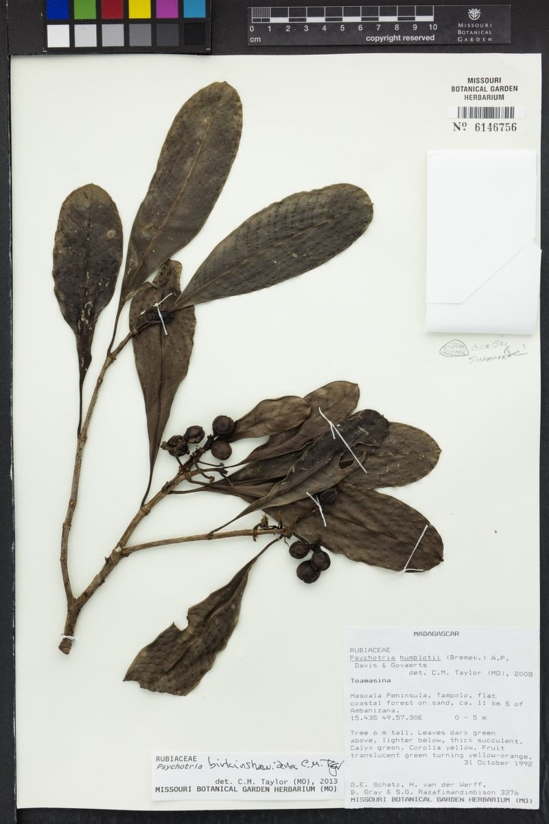 Psychotria birkinshawiana photo 2