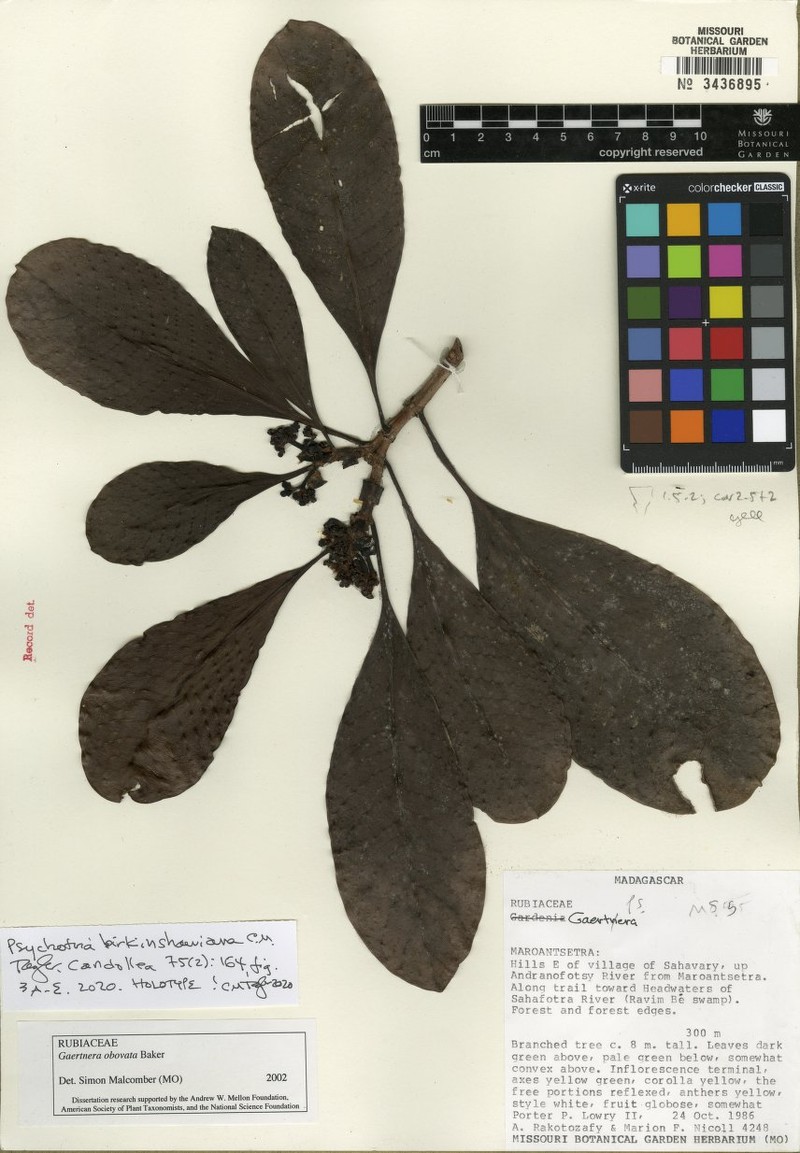 Psychotria birkinshawiana photo 3