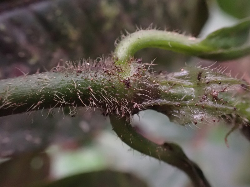 Psychotria blepharocalyx