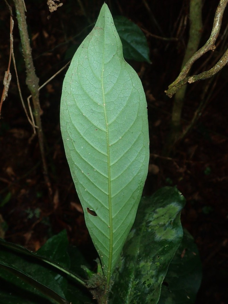 Psychotria blepharocalyx photo 2