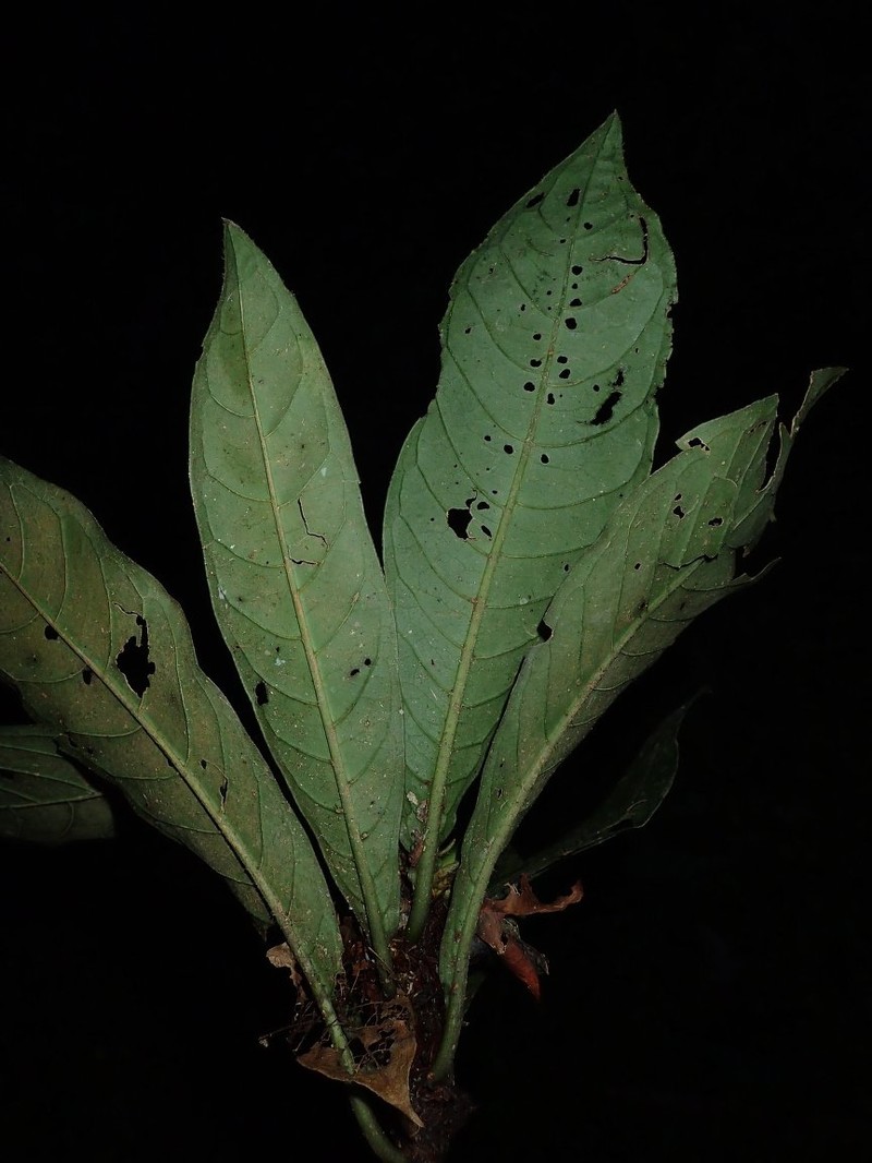 Psychotria blepharocalyx photo 3
