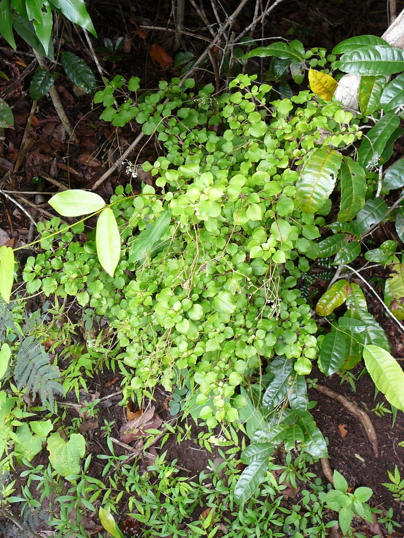 Psychotria boiviniana