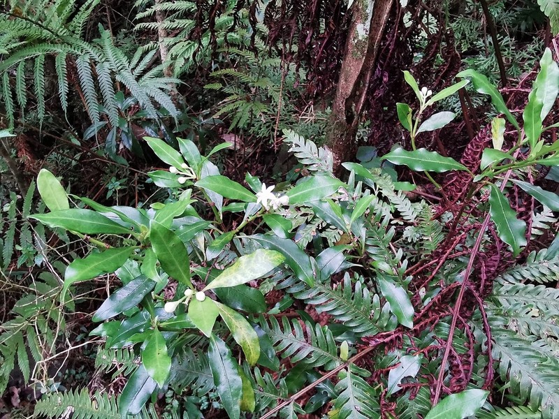 Psychotria borbonica photo 2