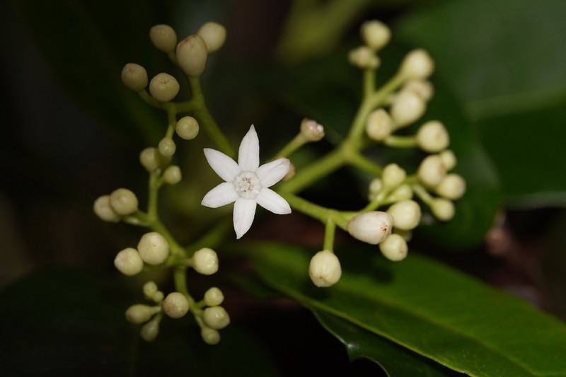 Psychotria borbonica photo 3