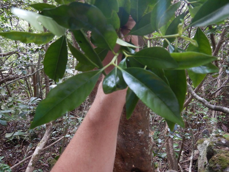 Psychotria borbonica photo 4