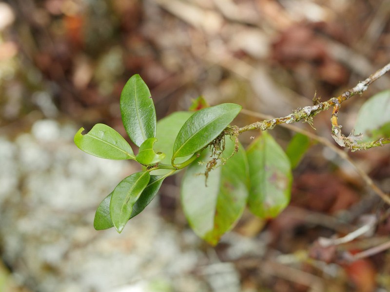 Psychotria borbonica photo 5