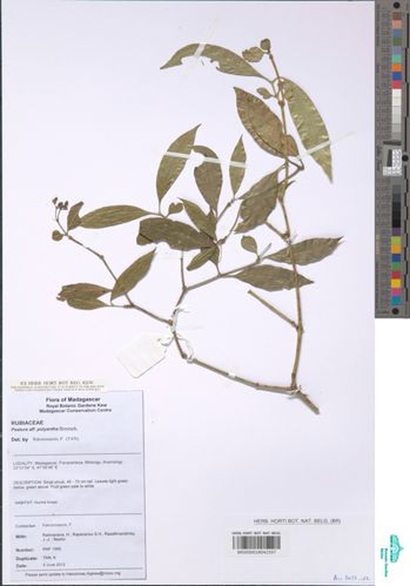Psychotria borbonica photo 6