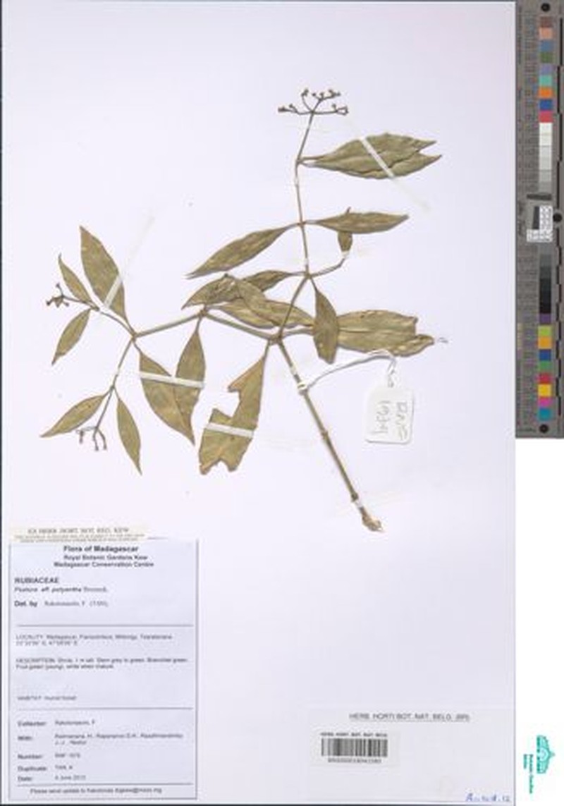 Psychotria borbonica photo 7