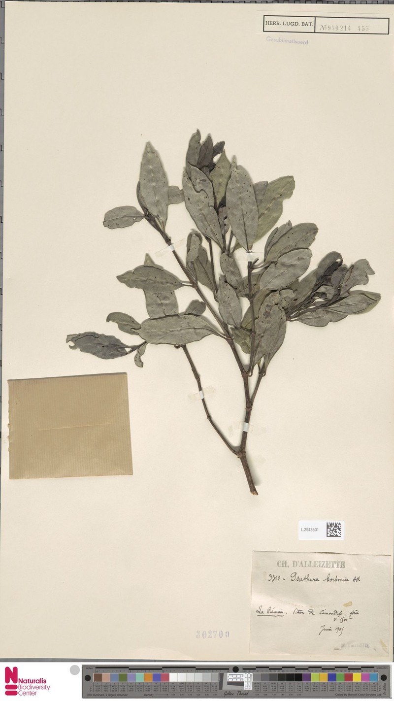 Psychotria borbonica photo 8