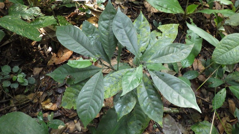 Psychotria brachypus