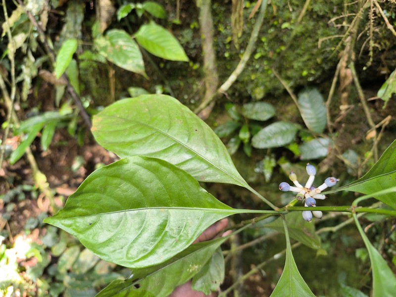 Psychotria brachypus photo 2