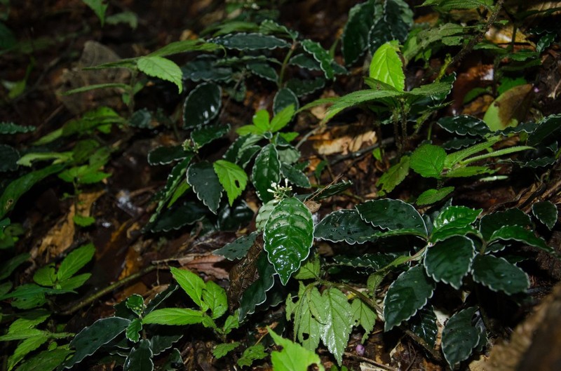 Psychotria brandneriana subsp. brandneriana