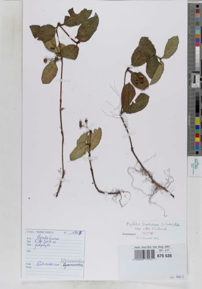 Psychotria brandneriana subsp. villosa