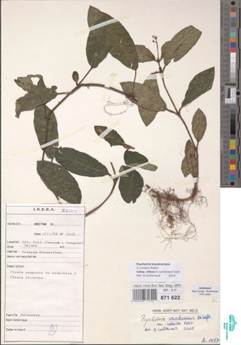 Psychotria brandneriana subsp. villosa photo 2