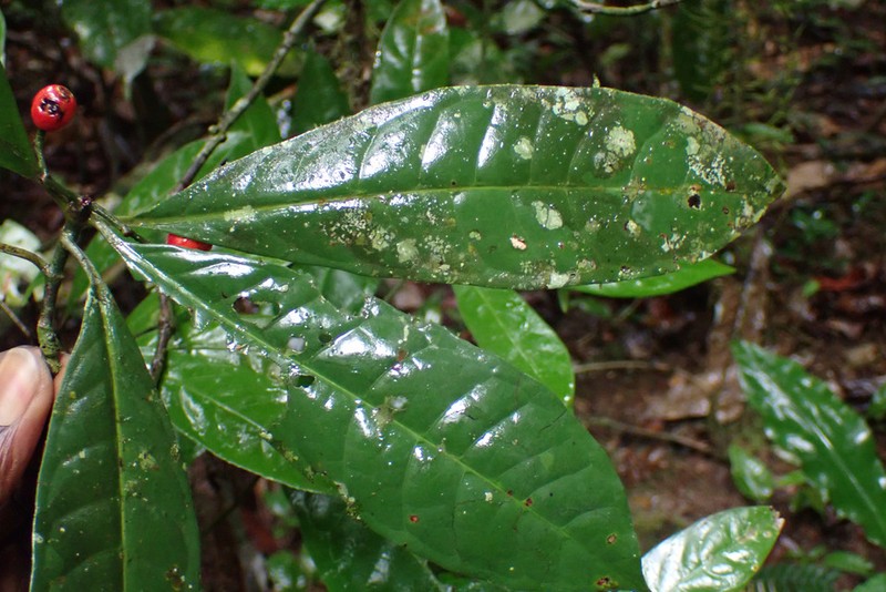 Psychotria breteleri
