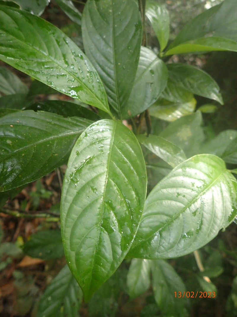 Psychotria brevifissa