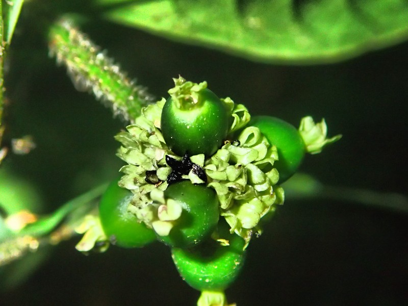 Psychotria brevifissa photo 2