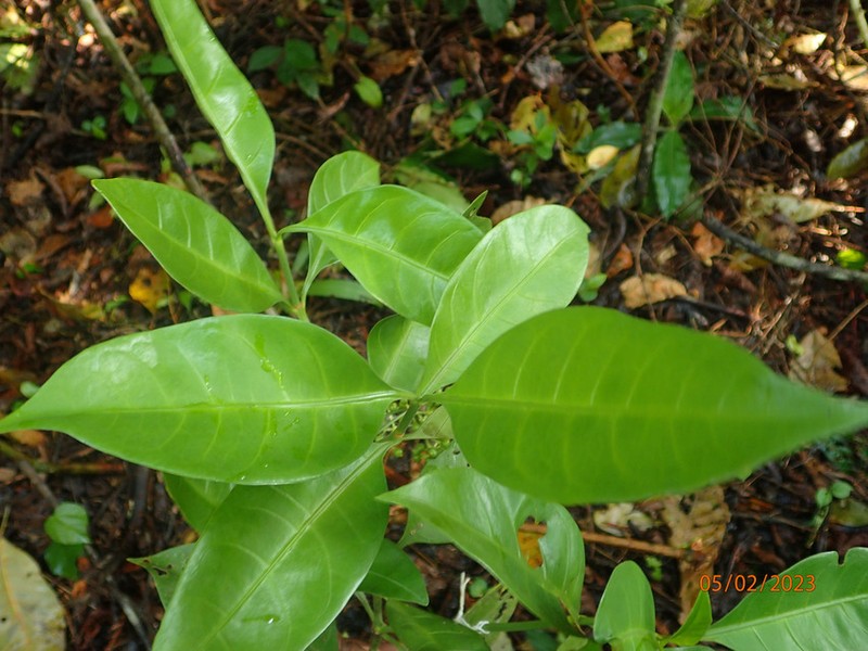 Psychotria calva var. calva photo 2