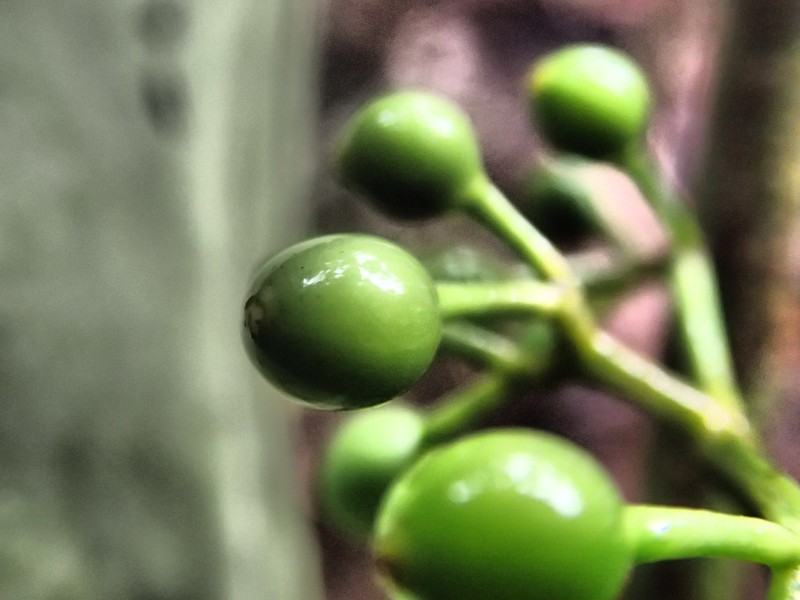 Psychotria calva var. calva photo 3