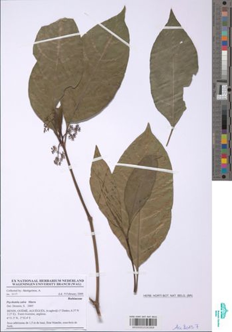Psychotria calva var. cicatricosa