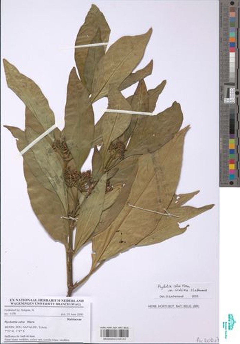 Psychotria calva var. cicatricosa photo 2