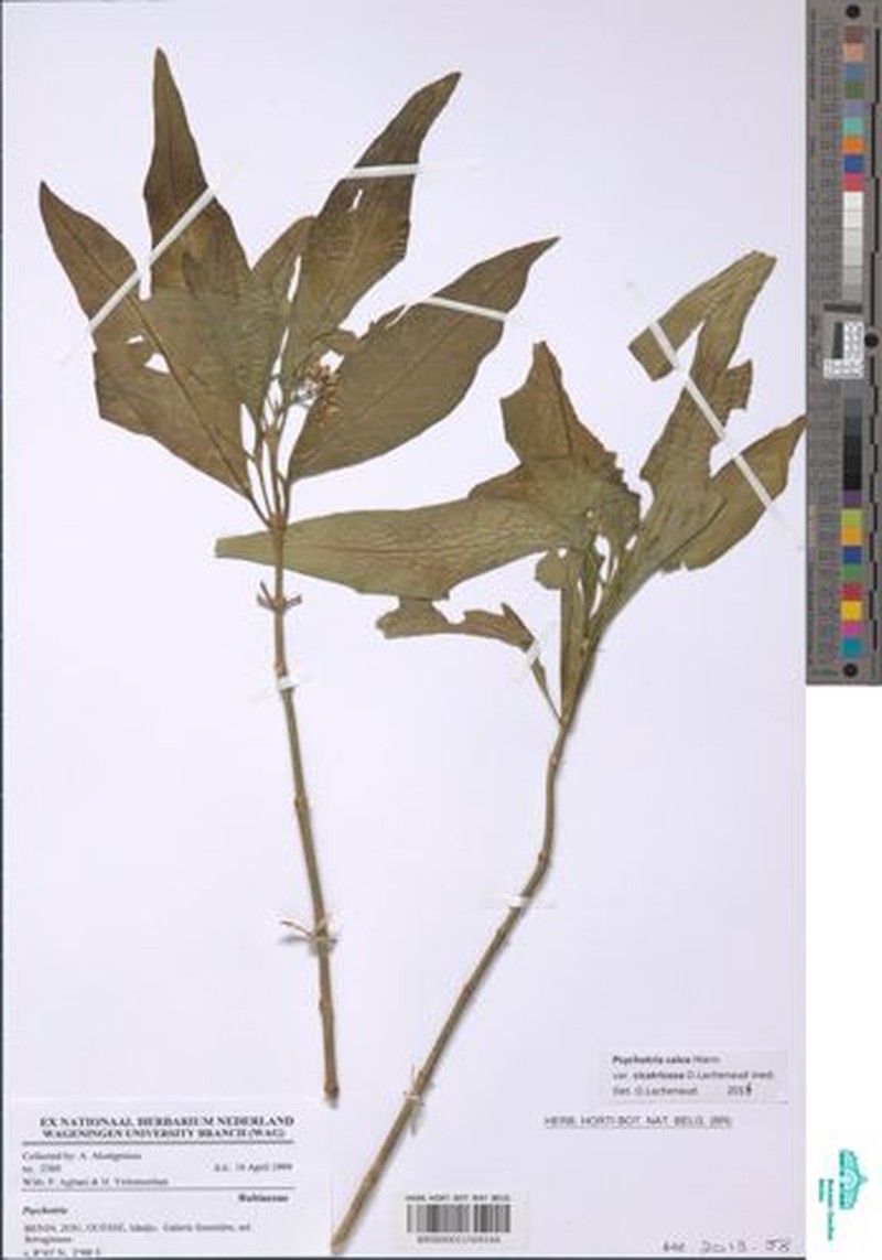 Psychotria calva var. cicatricosa photo 3
