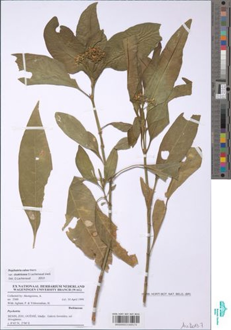 Psychotria calva var. cicatricosa photo 4