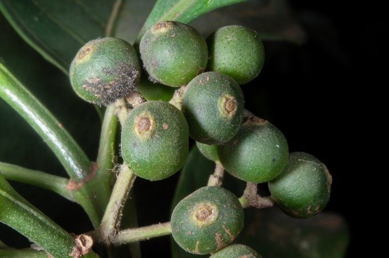 Psychotria calva var. kisantuensis