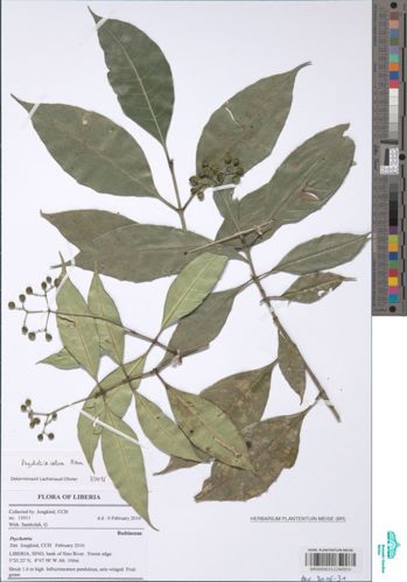 Psychotria calva var. longistipulata