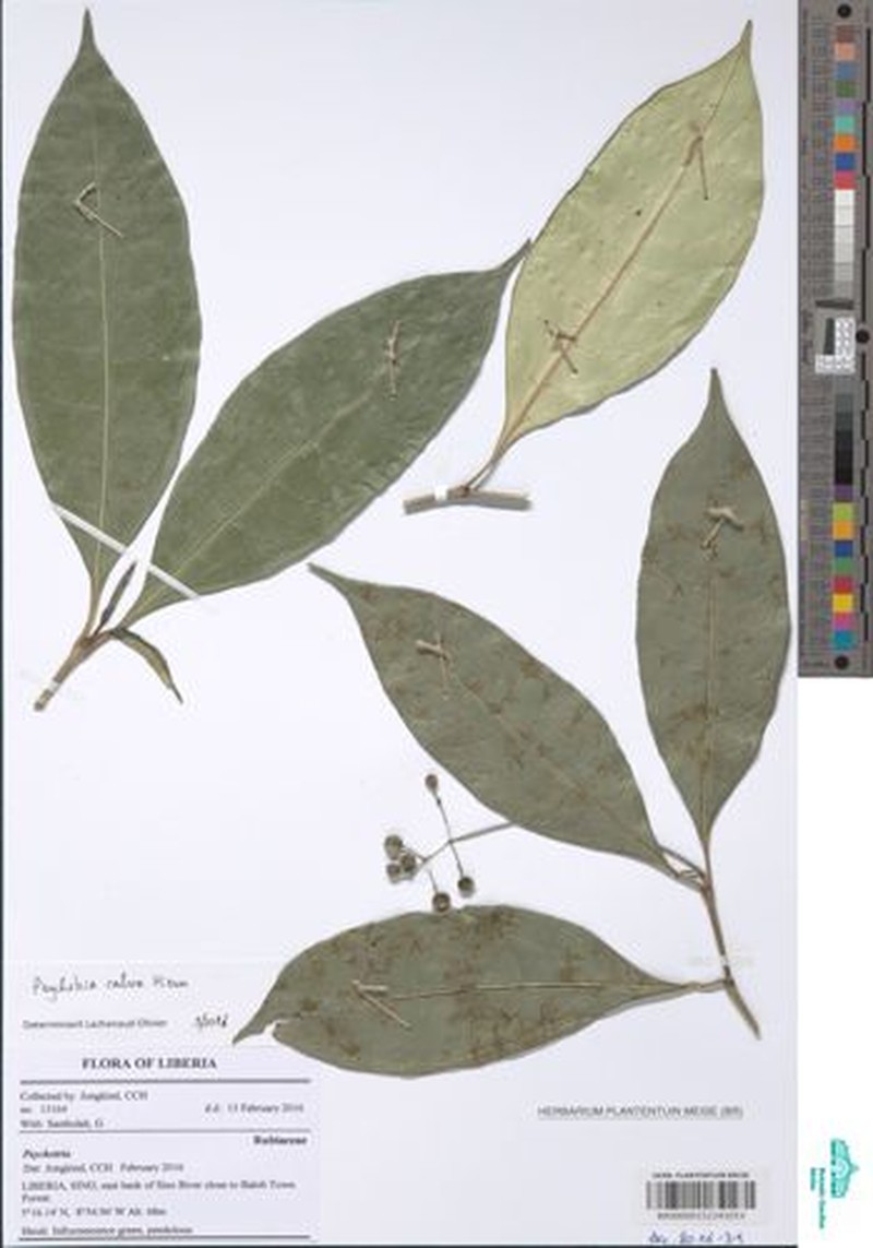 Psychotria calva var. longistipulata photo 2