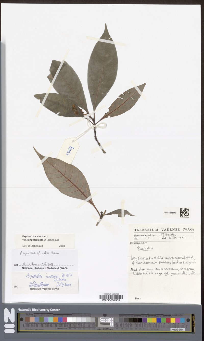 Psychotria calva var. longistipulata photo 3
