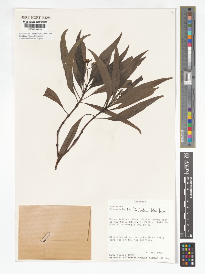 Psychotria calva var. talbotii