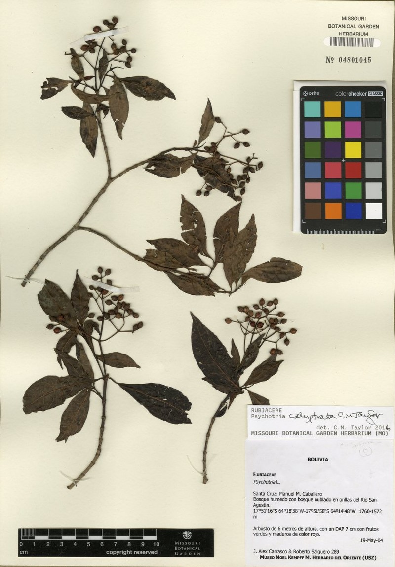 Psychotria calyptrata