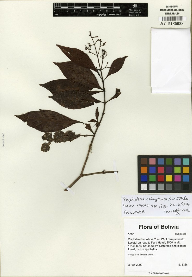Psychotria calyptrata photo 2