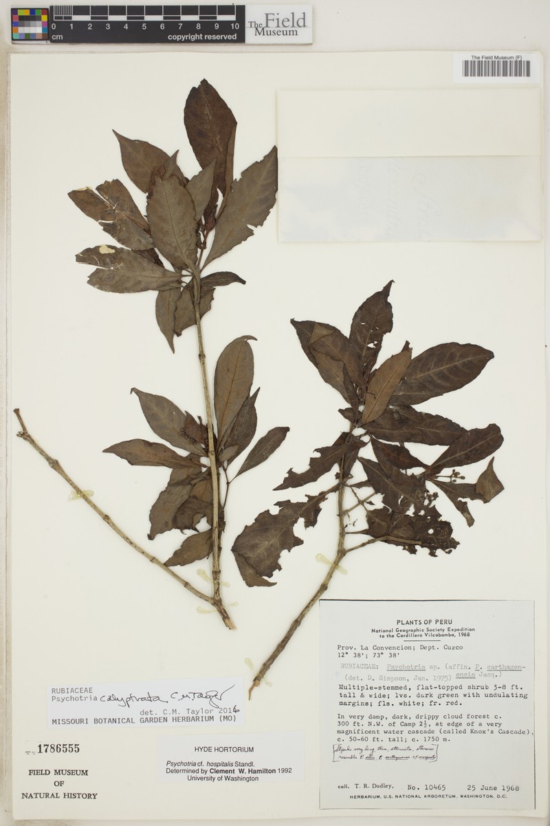 Psychotria calyptrata photo 3