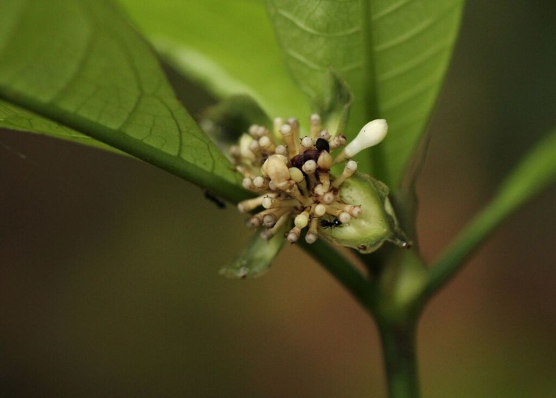 Psychotria ceratoloba